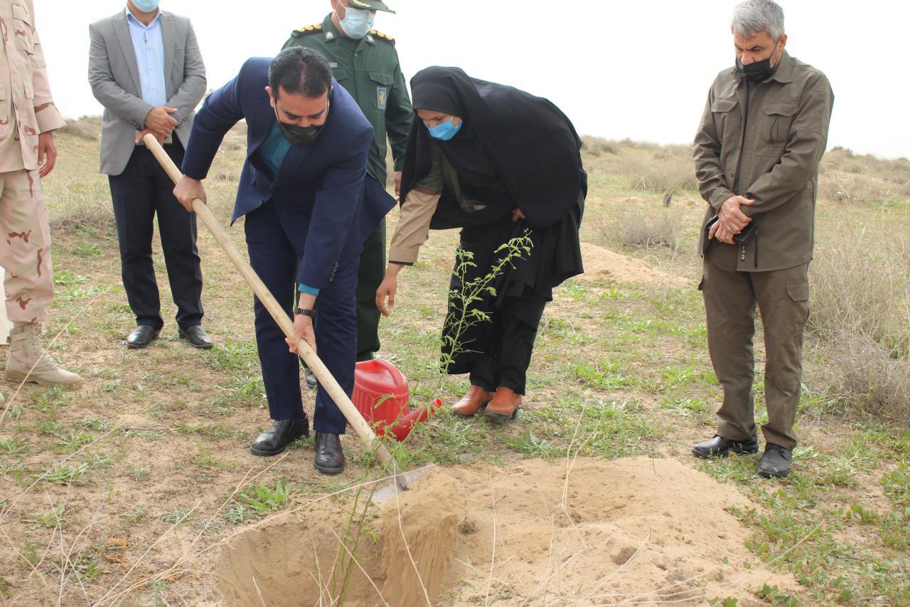 کاشت نهال در روز درختکاری در دلوار با حضور عبدالرضا عالی پور بخشدار دلوار